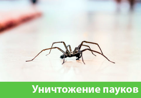 Избавиться от пауков в городе Новочебоксарск