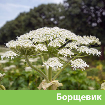Борщевик в Новочебоксарске