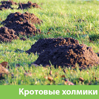 Кроты на участке в Новочебоксарске