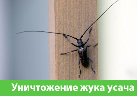 Обработка от жука усача в городе Новочебоксарск