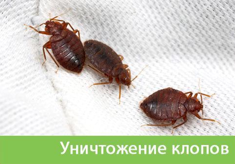 Уничтожение клопов в городе Новочебоксарск