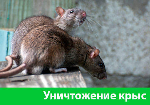 Уничтожение крыс в городе Новочебоксарск