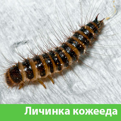 Личинка Кожееда в Новочебоксарске