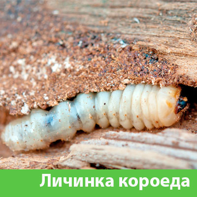 Уничтожение личинок короеда в Новочебоксарске