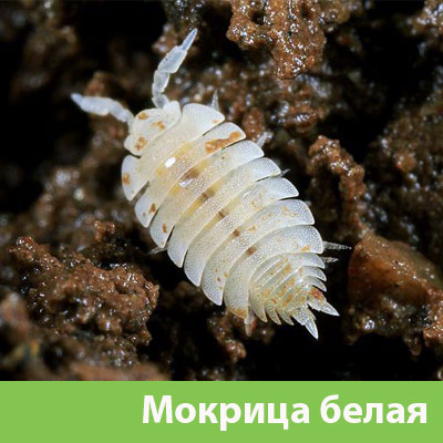 Мокрица в Новочебоксарске фото