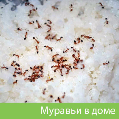 Муравьи в доме в Новочебоксарске