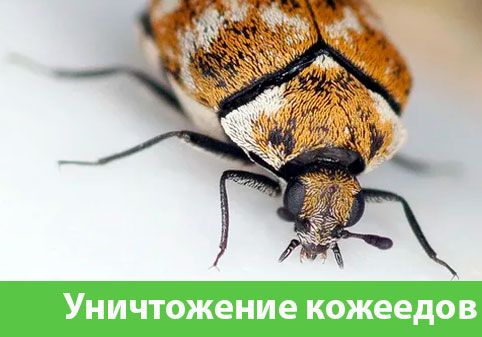 Обработка от кожееда в городе Новочебоксарск 