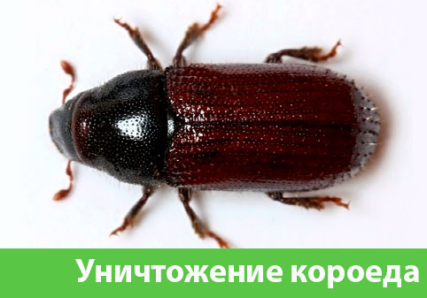 Обработка от короеда в городе Новочебоксарск
