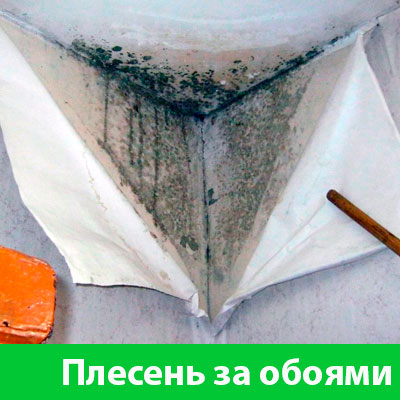 Удаление плесени в Новочебоксарске