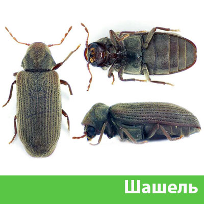 Обработка от шашеля в городе Новочебоксарск