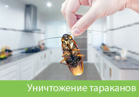 Уничтожение тараканов в городе Новочебоксарск