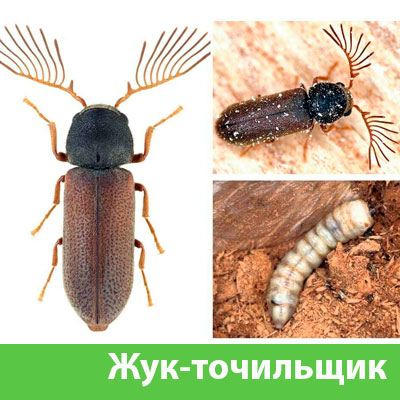 Уничтожение точильщика и личинок в Новочебоксарске
