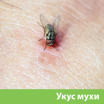 Уничтожение мух в Новочебоксарске