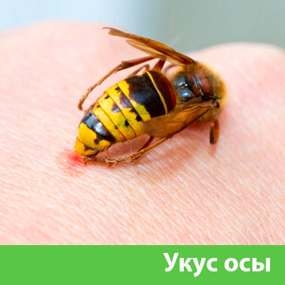 Профессиональное уничтожение ос и шершней в Новочебоксарске