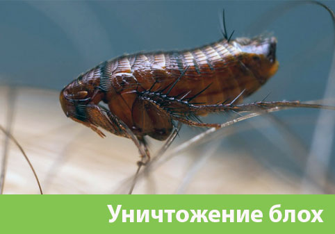 Уничтожение блох в городе Новочебоксарск