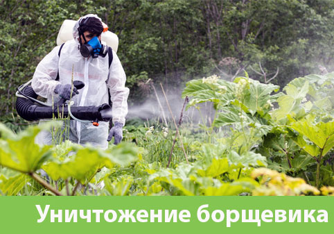 Уничтожение Борщевика в городе Новочебоксарск