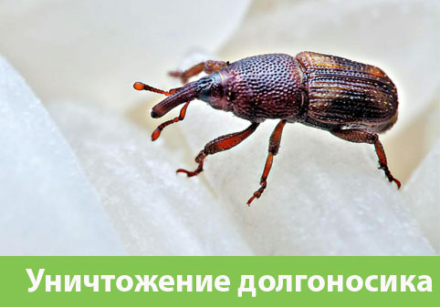 Уничтожение долгоносиков в городе Новочебоксарск