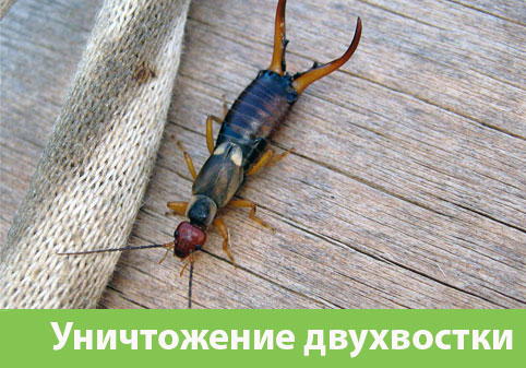 Уничтожение двухвостки в городе Новочебоксарск