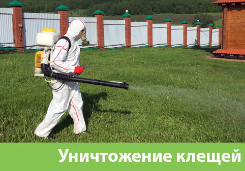 Уничтожение клещей в городе Новочебоксарск