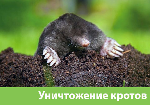 Уничтожение кротов в городе Новочебоксарск