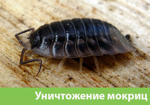 Мокрицы в квартире в городе Новочебоксарск