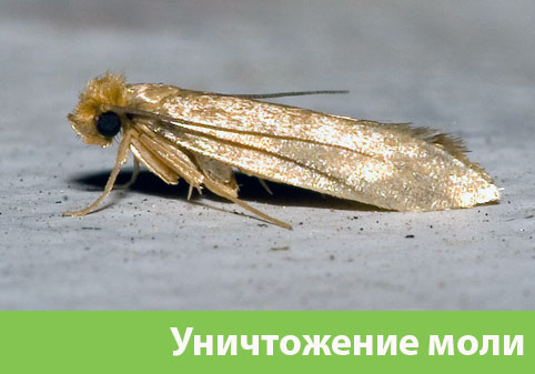 Уничтожение моли в городе Новочебоксарск 