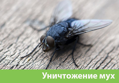 Уничтожение мух в городе Новочебоксарск