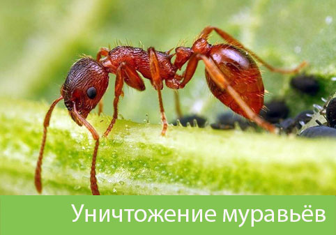 Уничтожение муравьёв в городе Новочебоксарск