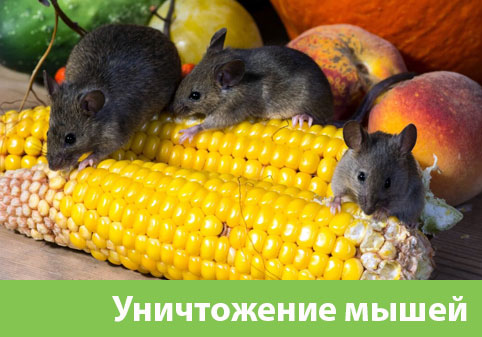 Уничтожение мышей в Новочебоксарске