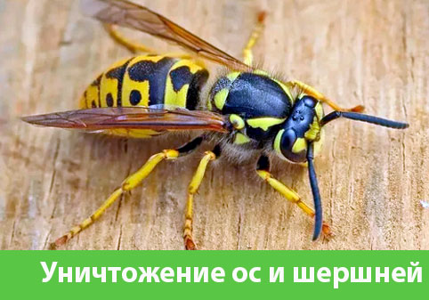 Уничтожение ос и шершней в городе Новочебоксарск